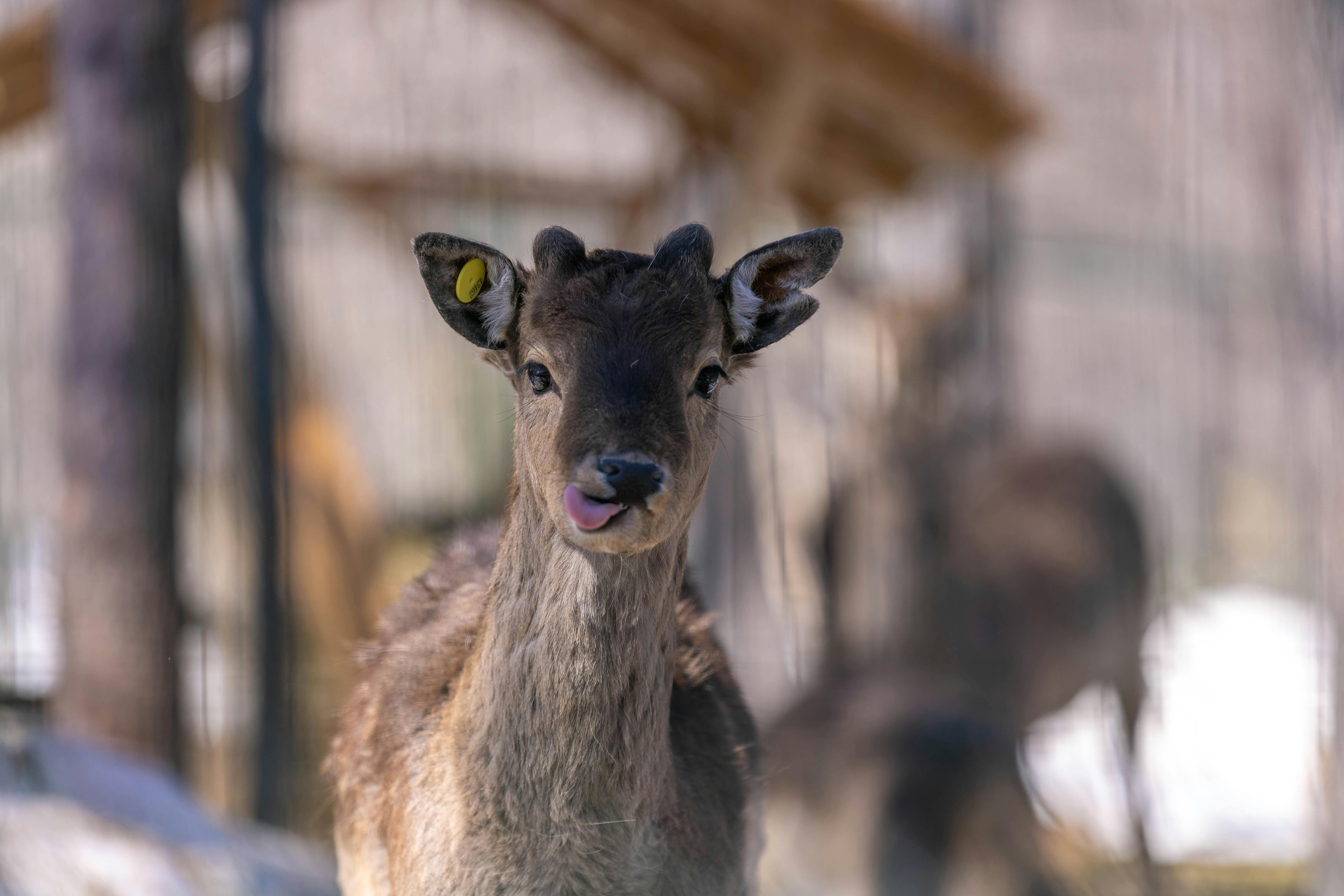 Monte Fuji um dos pontos turísticos mais famosos do Japão
